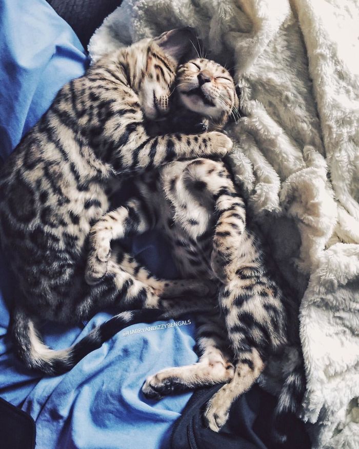 Bengal Siblings Living The Dream