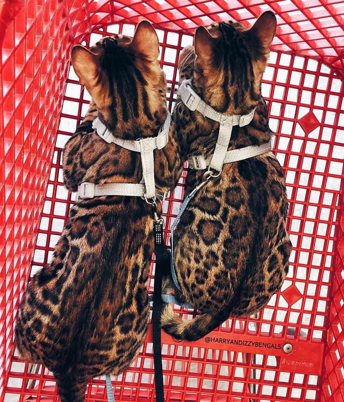 Bengal Siblings Living The Dream