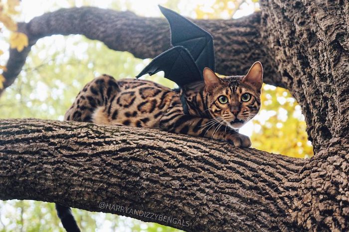 Bengal Siblings Living The Dream