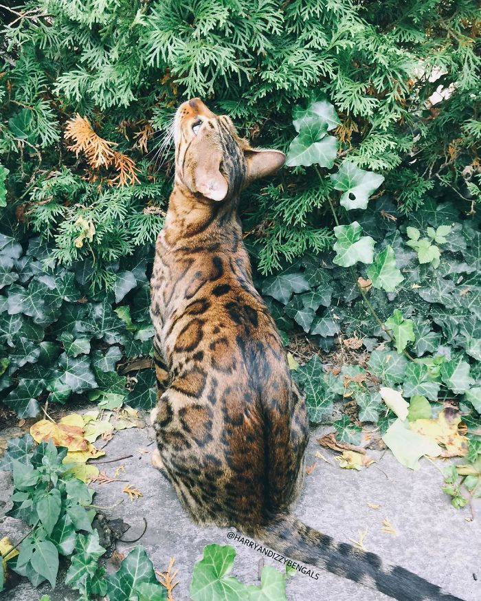 Bengal Siblings Living The Dream