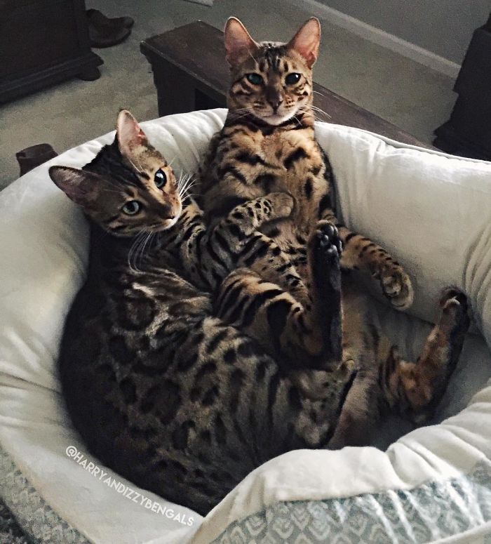 Bengal Siblings Living The Dream