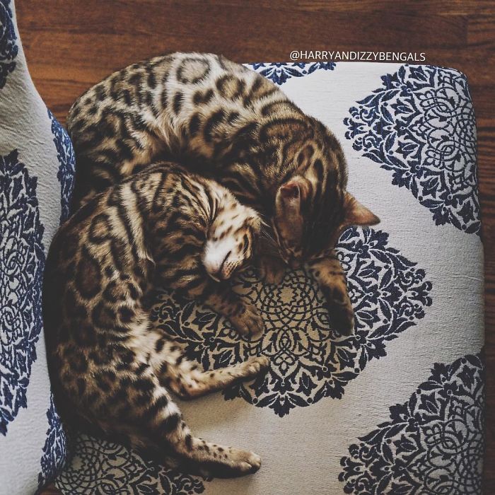 Bengal Siblings Living The Dream