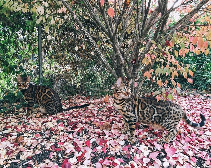 Bengal Siblings Living The Dream