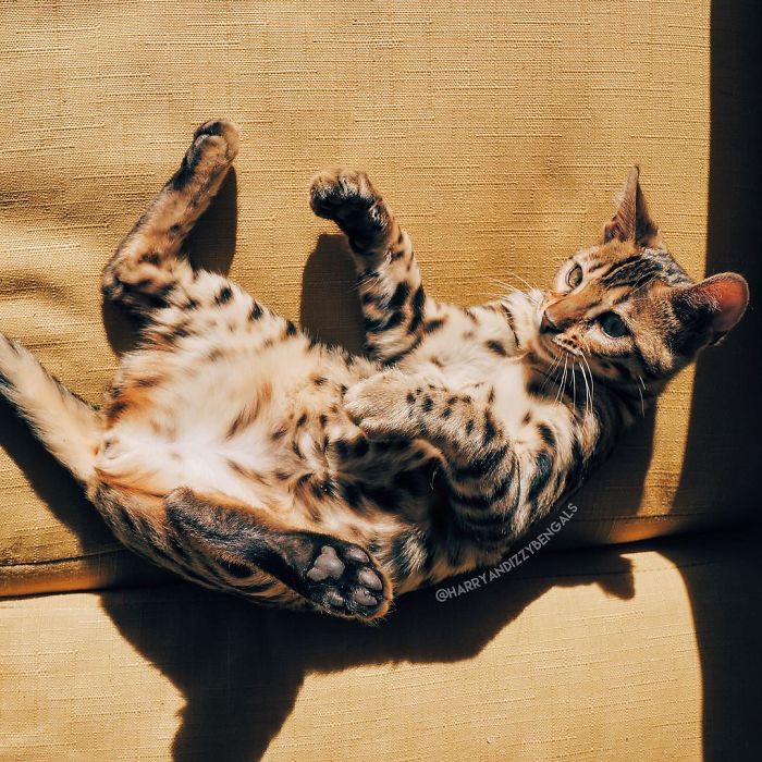 Bengal Siblings Living The Dream