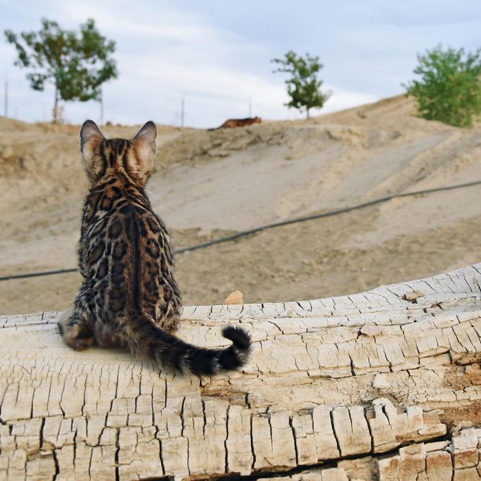 Bengal Siblings Living The Dream