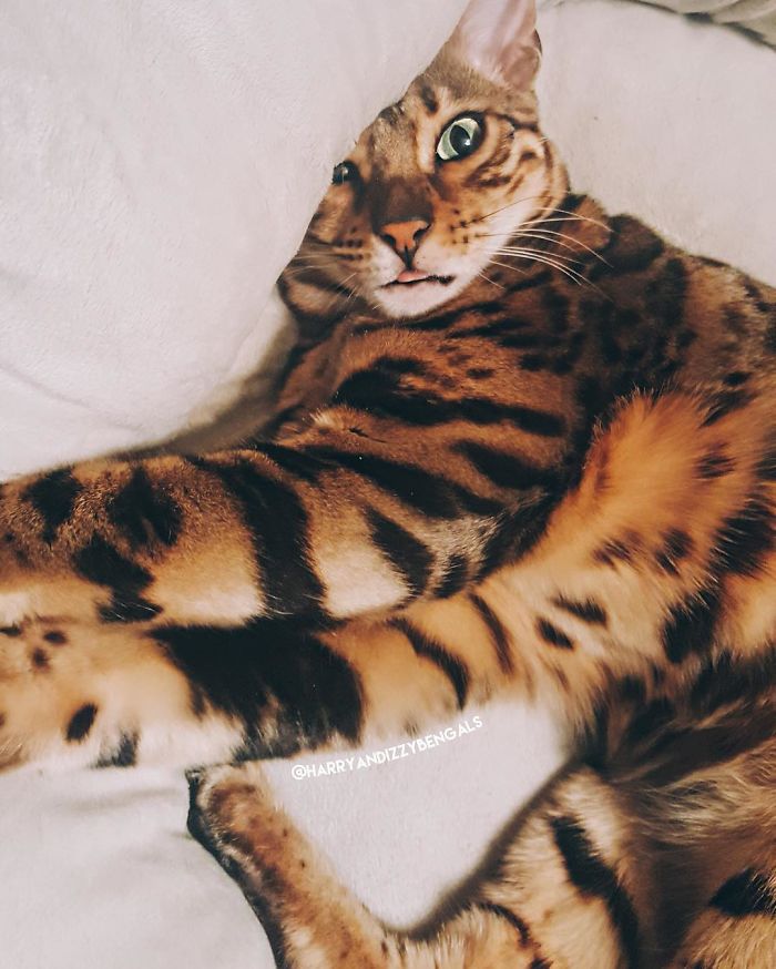 Bengal Siblings Living The Dream