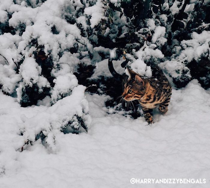 Bengal Siblings Living The Dream