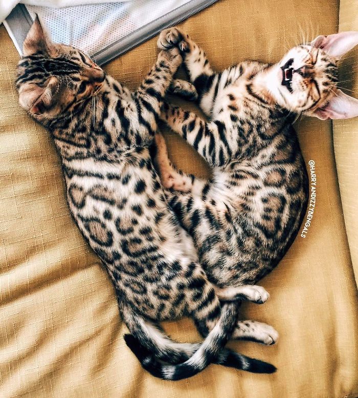 Bengal Siblings Living The Dream