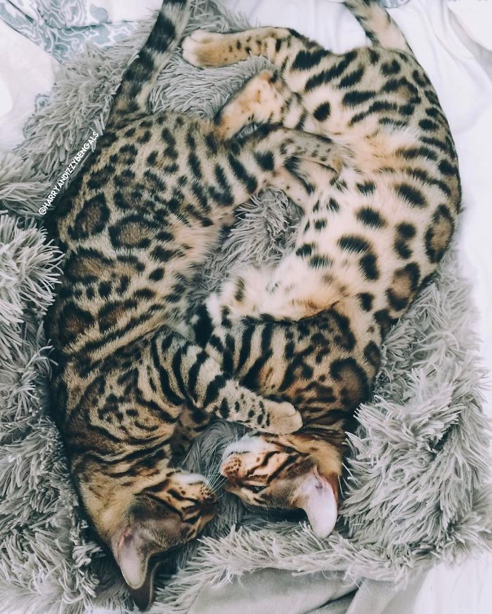 Bengal Siblings Living The Dream