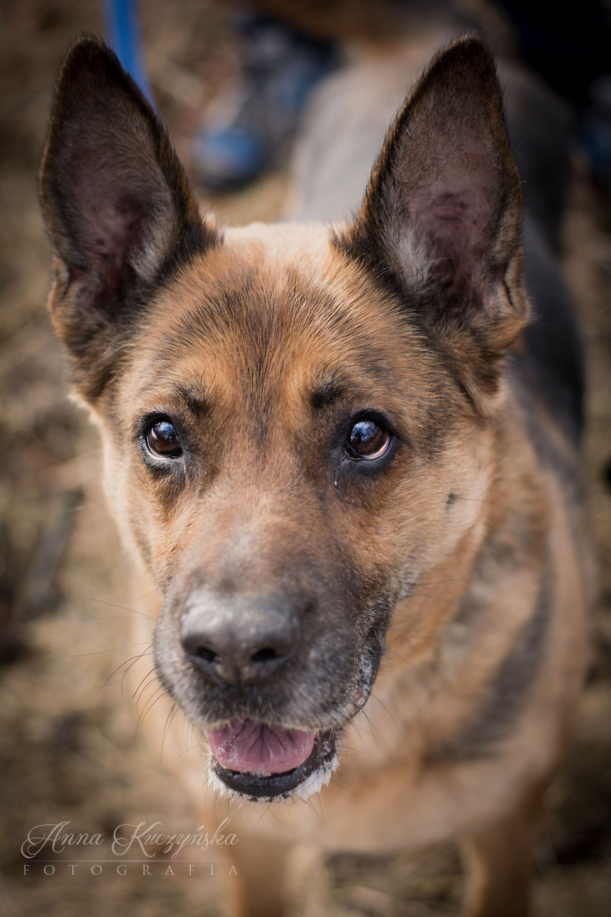 I Photograph Dogs To Help Them Get Adopted