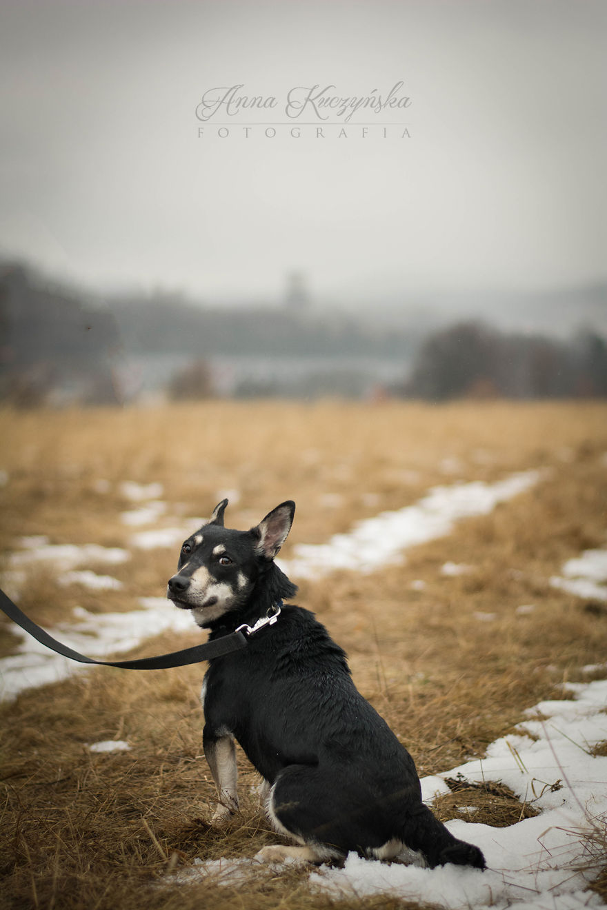 I Photograph Dogs To Help Them Get Adopted