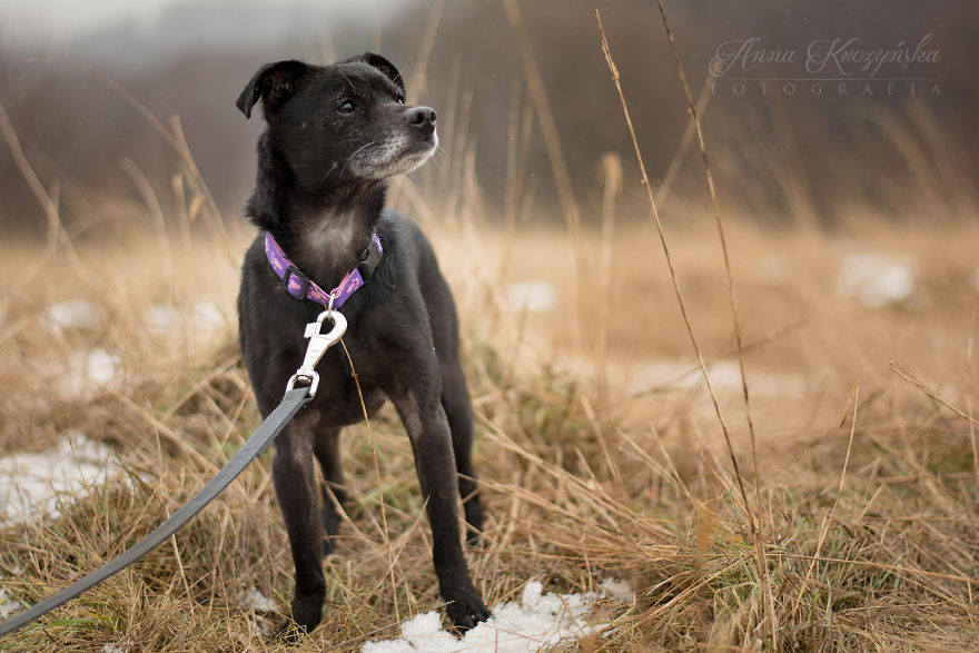I Photograph Dogs To Help Them Get Adopted