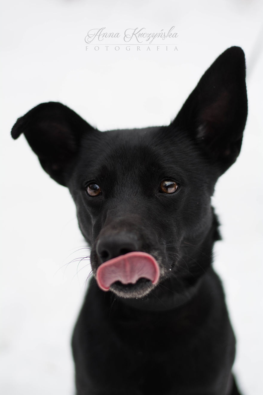 I Photograph Dogs To Help Them Get Adopted