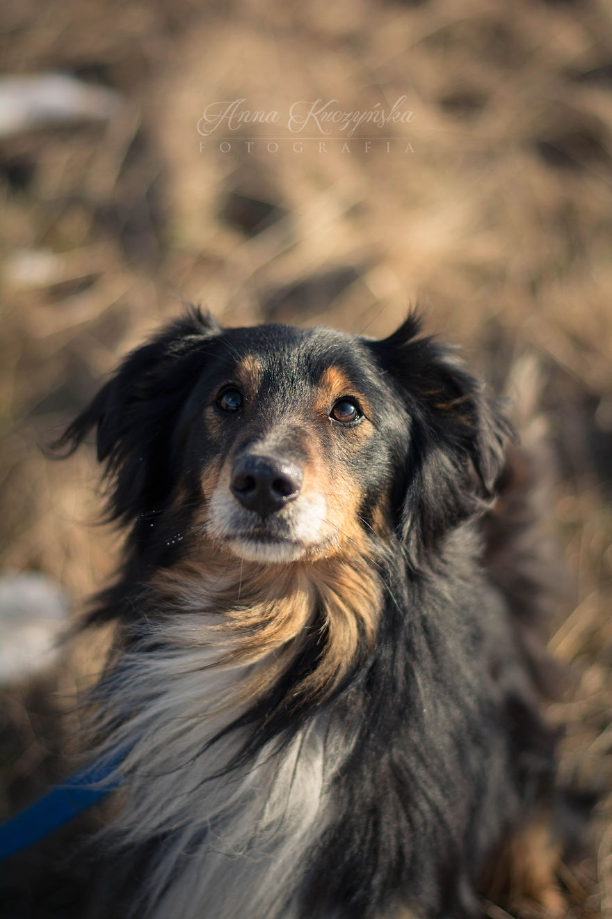 I Photograph Dogs To Help Them Get Adopted