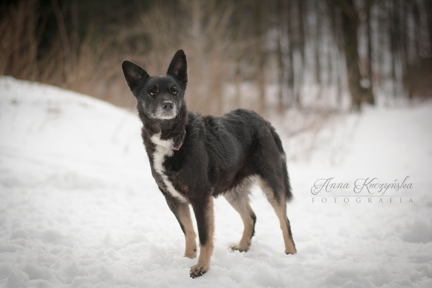 I Photograph Dogs To Help Them Get Adopted