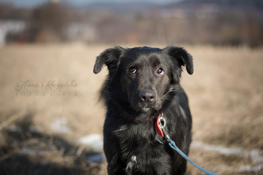 I Photograph Dogs To Help Them Get Adopted