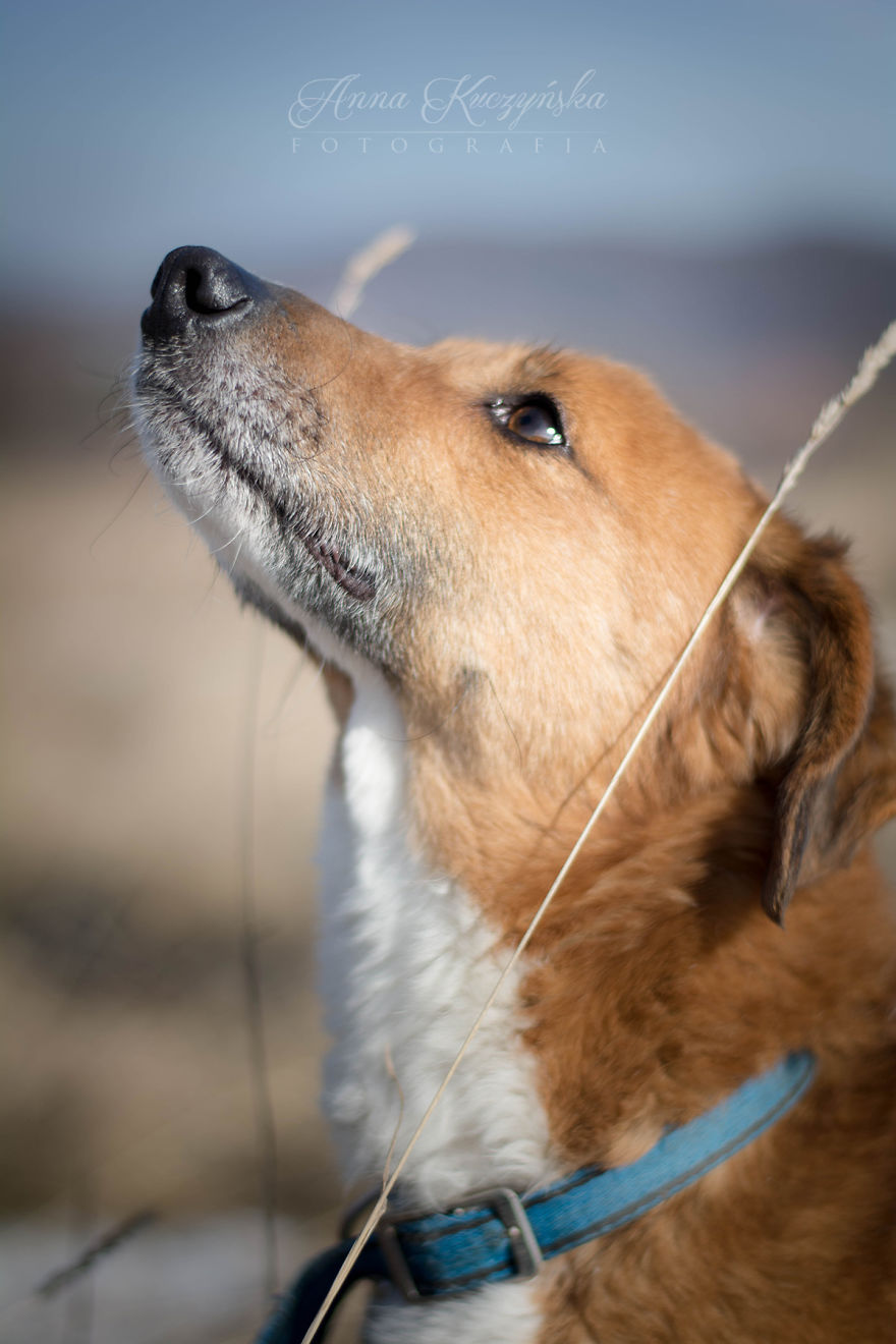I Photograph Dogs To Help Them Get Adopted