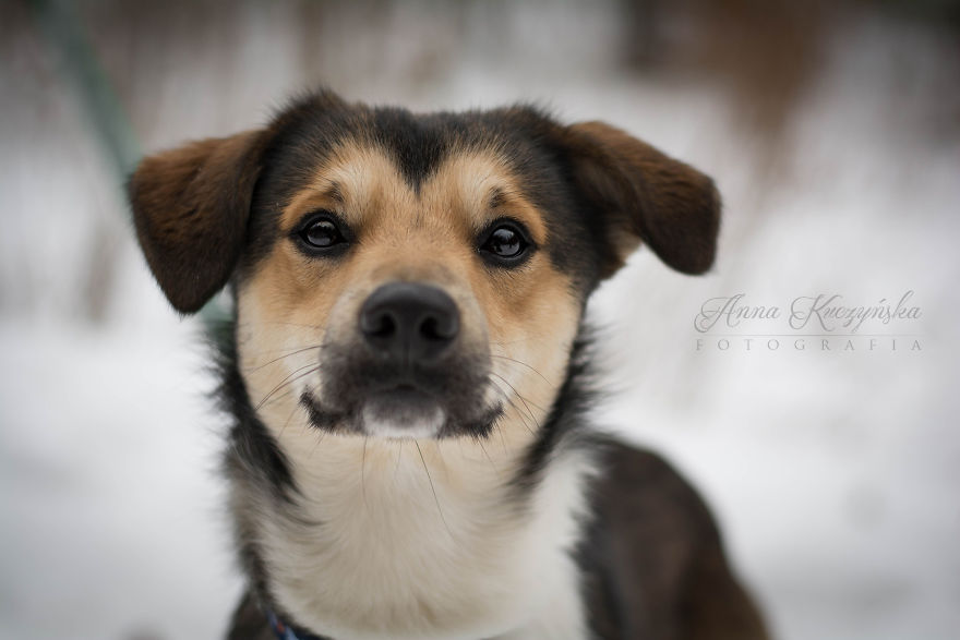 I Photograph Dogs To Help Them Get Adopted
