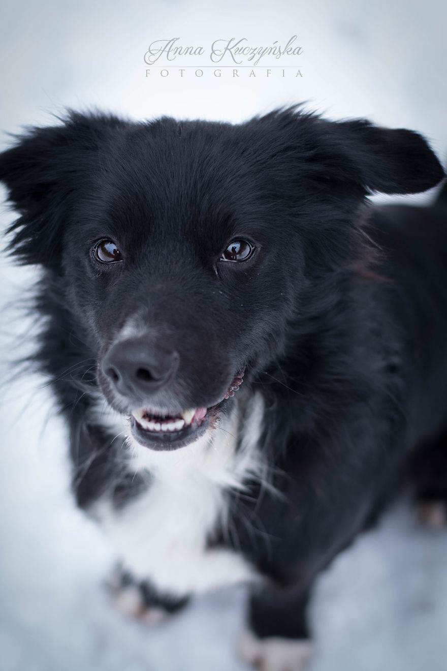 I Photograph Dogs To Help Them Get Adopted