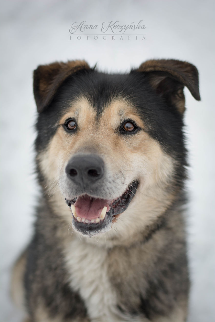 I Photograph Dogs To Help Them Get Adopted