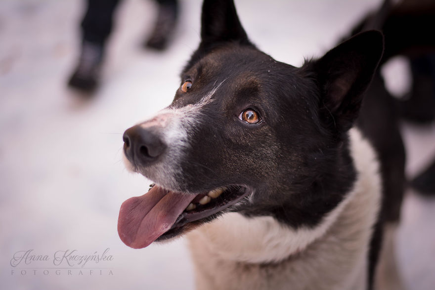 I Photograph Dogs To Help Them Get Adopted