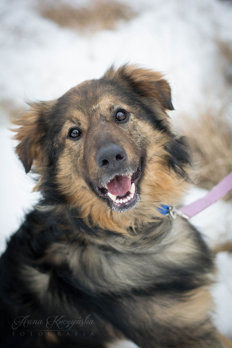 I Photograph Dogs To Help Them Get Adopted