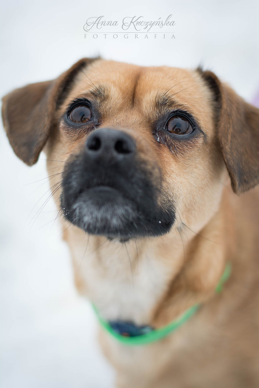I Photograph Dogs To Help Them Get Adopted