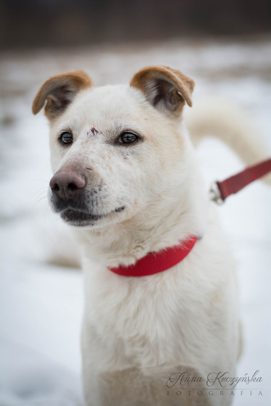 I Photograph Dogs To Help Them Get Adopted