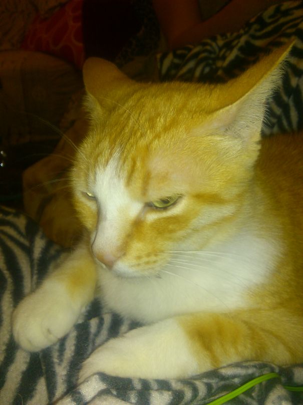 Close-up of an angry orange and white cat resting on a zebra-patterned blanket among the angriest animals.