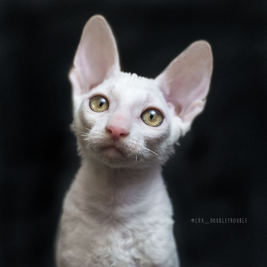 Is There Anything Cuter Than Fluffy Furry Kittens? Oh Yes, Little Alien-Looking Cornish Rex Babies