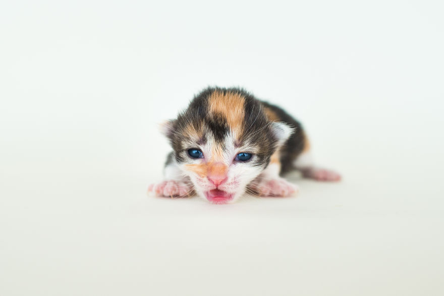 I'm Fostering A Litter Of Kittens And Encourage You To Do The Same