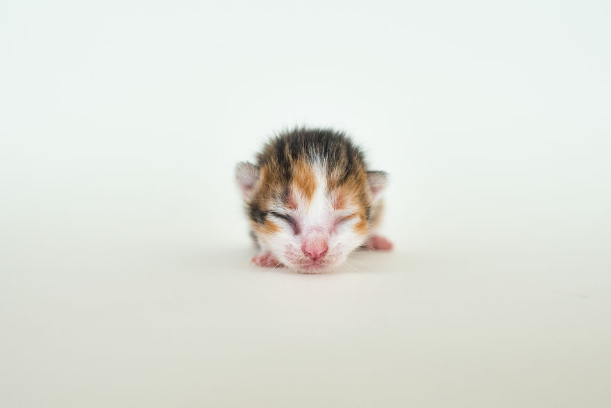 I'm Fostering A Litter Of Kittens And Encourage You To Do The Same