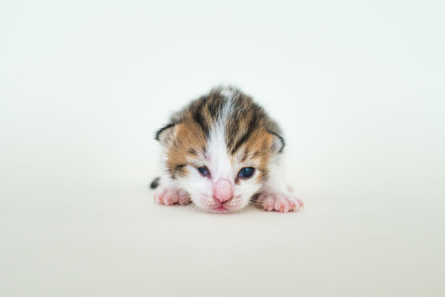 I'm Fostering A Litter Of Kittens And Encourage You To Do The Same