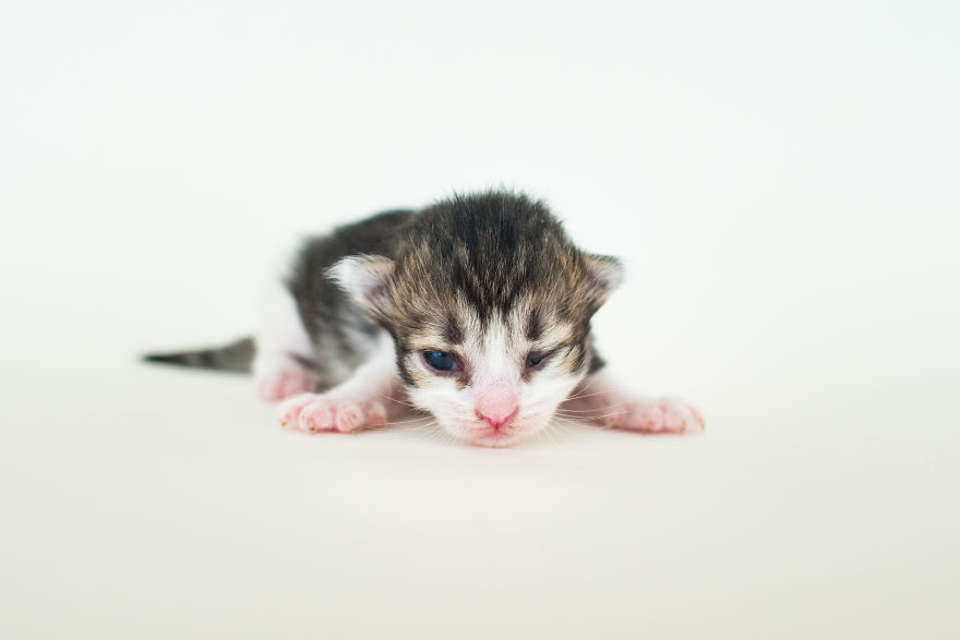 I'm Fostering A Litter Of Kittens And Encourage You To Do The Same I'm Fostering A Litter Of Kittens And Encourage You To Do The Same