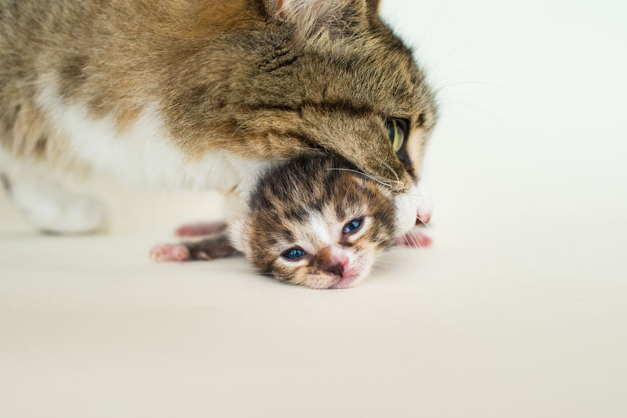 I'm Fostering A Litter Of Kittens And Encourage You To Do The Same I'm Fostering A Litter Of Kittens And Encourage You To Do The Same
