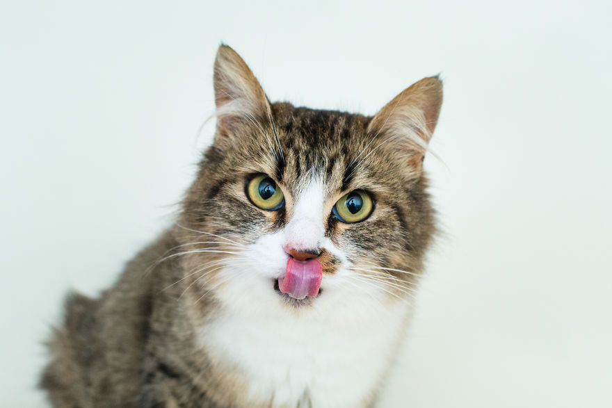 I'm Fostering A Litter Of Kittens And Encourage You To Do The Same