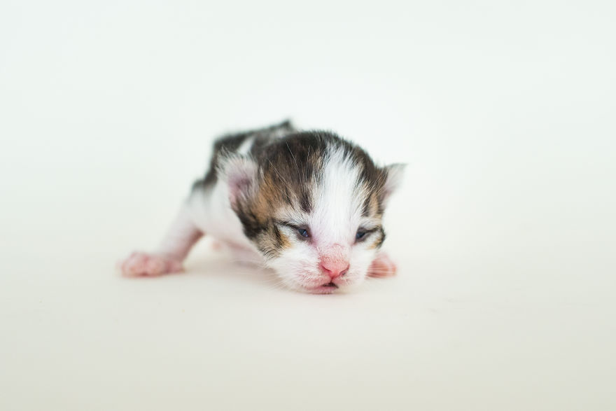 I'm Fostering A Litter Of Kittens And Encourage You To Do The Same