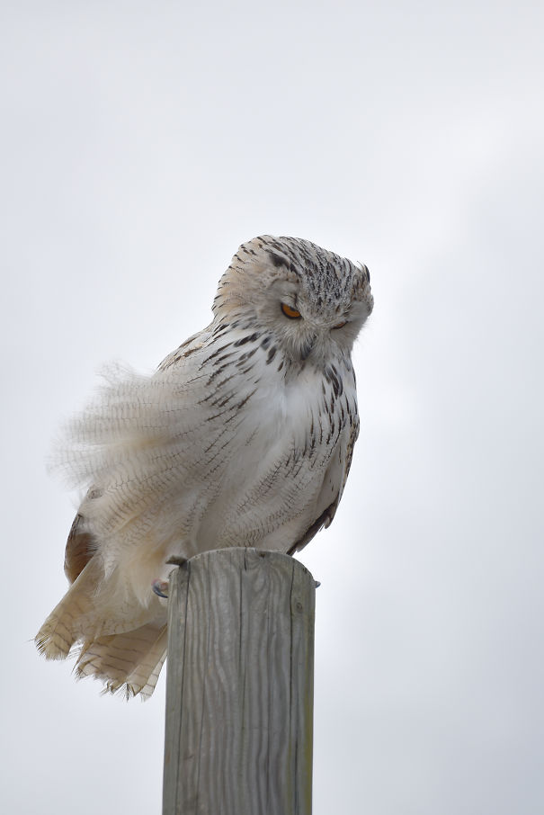 Angry snowy owl perched on a wooden post with ruffled feathers against a cloudy sky, showing fierce animal behavior.