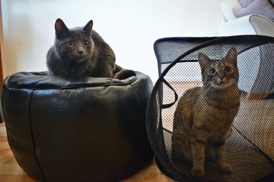 Discover The Best Box For Cats. They Go Crazy With It! Discover The Best Box For Cats. They Go Crazy With It!