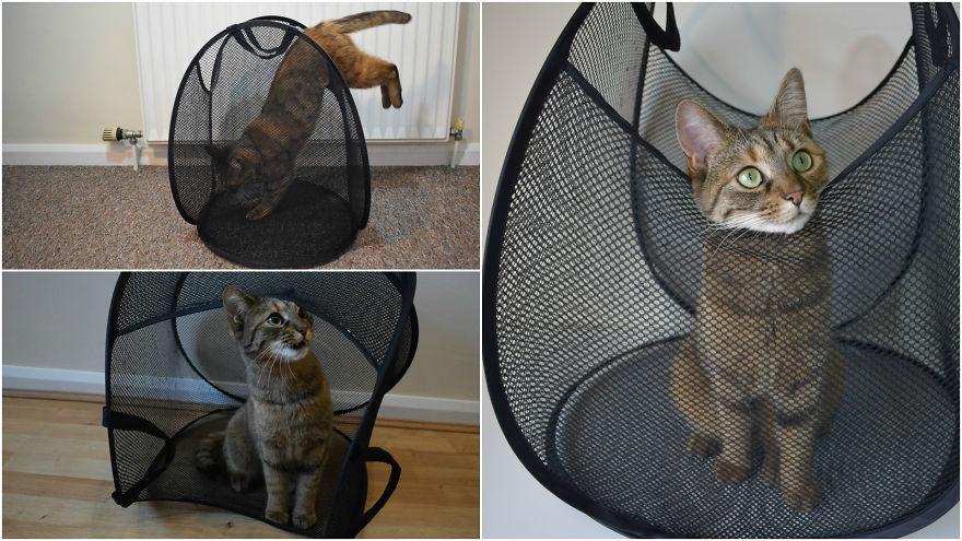 Discover The Best Box For Cats. They Go Crazy With It!