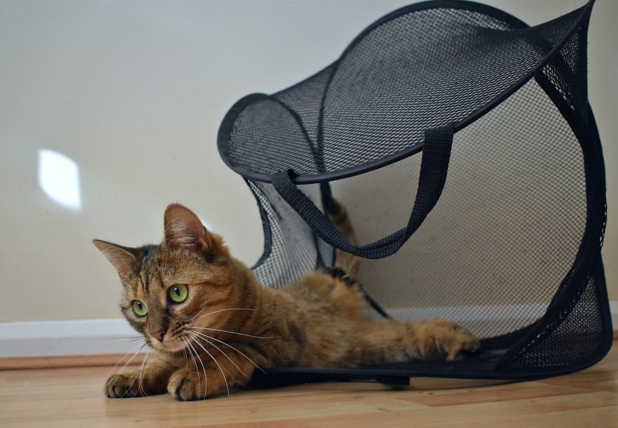 Discover The Best Box For Cats. They Go Crazy With It!