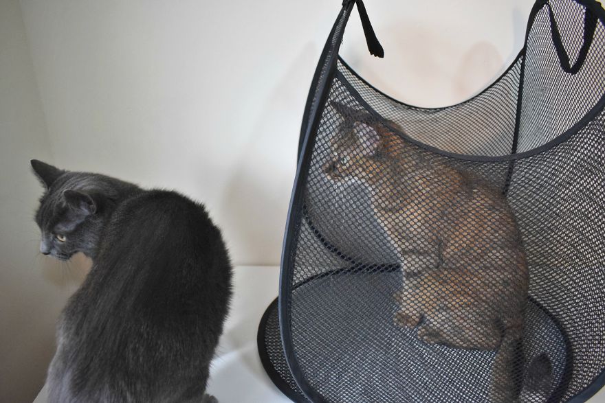 Discover The Best Box For Cats. They Go Crazy With It! Discover The Best Box For Cats. They Go Crazy With It!