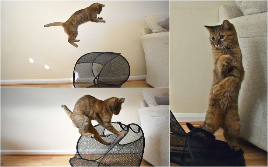 Discover The Best Box For Cats. They Go Crazy With It! Discover The Best Box For Cats. They Go Crazy With It!