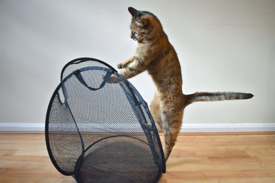 Discover The Best Box For Cats. They Go Crazy With It! Discover The Best Box For Cats. They Go Crazy With It!