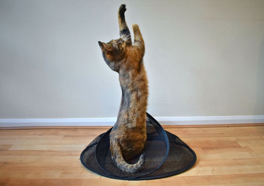 Discover The Best Box For Cats. They Go Crazy With It! Discover The Best Box For Cats. They Go Crazy With It!