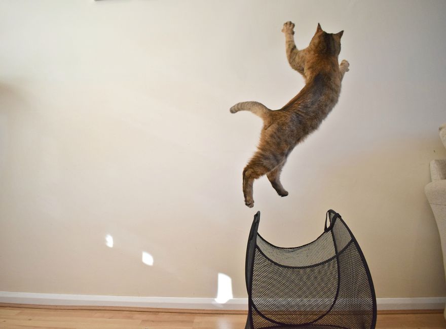 Discover The Best Box For Cats. They Go Crazy With It! Discover The Best Box For Cats. They Go Crazy With It!