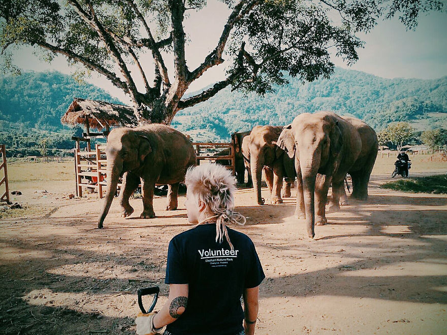 Volunteering At Elephant Shelters Became Our New Way Of Travelling Volunteering At Elephant Shelters Became Our New Way Of Travelling