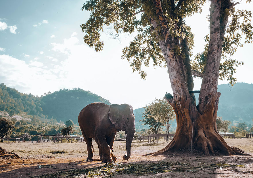 Volunteering At Elephant Shelters Became Our New Way Of Travelling Volunteering At Elephant Shelters Became Our New Way Of Travelling