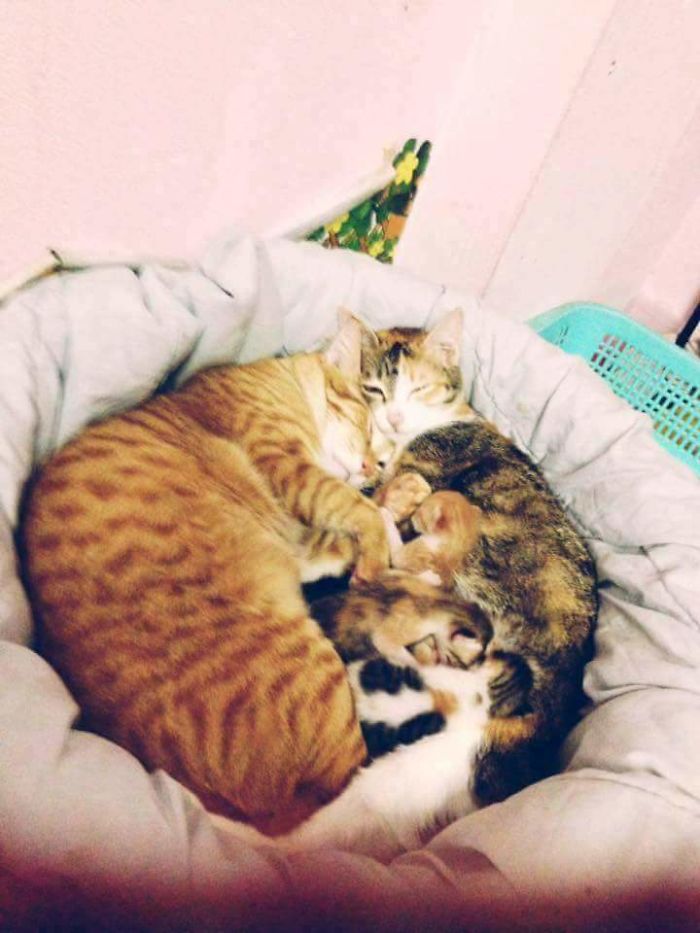 Father Cat Supports Mom Cat Giving Birth, Wins Everyone's Hearts Father Cat Supports Mom Cat Giving Birth, Wins Everyone's Hearts