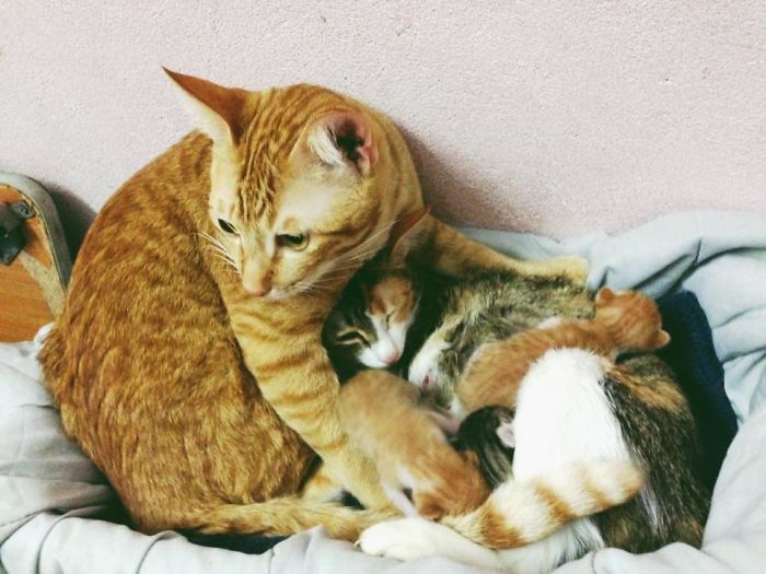 Father Cat Supports Mom Cat Giving Birth, Wins Everyone's Hearts Father Cat Supports Mom Cat Giving Birth, Wins Everyone's Hearts